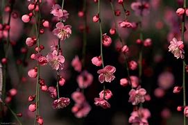 Image result for Desktop Wallpaper Natural Flowers