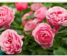 Image result for Fun Flowers Pink