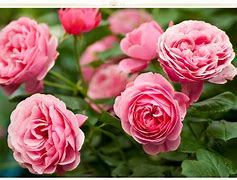 Image result for Pink Fluit Flowers