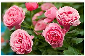 Image result for Fresh Pink Flowers