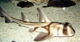 Image result for Horn Shark