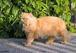 Image result for Orange Persian Cat