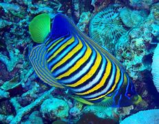 Image result for ikan komet biru