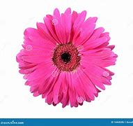 Image result for Singular Pink Flower