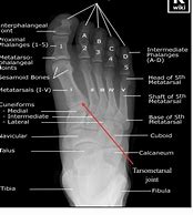 Image result for Medical Foot Anatomy