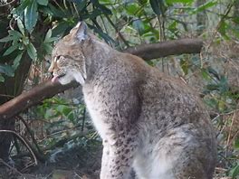 Image result for Northern Lynx