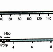 Image result for Pox Virus Structure