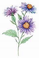 Image result for Aster Cut Flower