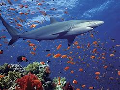 Image result for National Geographic Kids Sharks