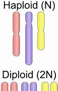 Image result for Haploid Draw