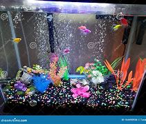 Image result for Neon Aquarium Fish