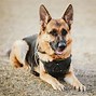 Image result for AKC German Shepherd