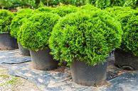 Image result for Dwarf Fir Trees