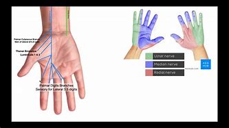 Image result for Hand Nerve Innervation