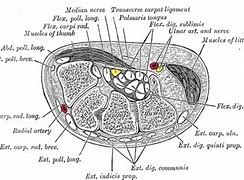 Image result for Capitate Bone Diagram