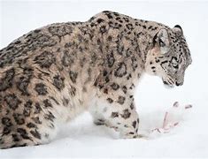 Image result for Snow Leopard Salking Prey