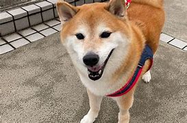 Image result for Cheems Dog