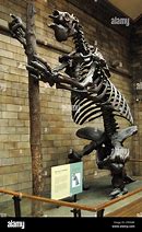 Image result for Giant Ground Sloth Skeleton