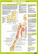 Image result for Upper Extremity Innervation Chart