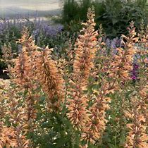 Image result for Tango Hyssop