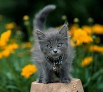 Image result for Cats Cute Kitty Please