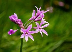 Image result for Macro Nature Photography