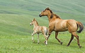 Image result for Baby Horse Running