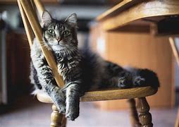 Image result for Cat On Chair