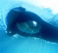 Image result for Glass Bottom Boat Key West