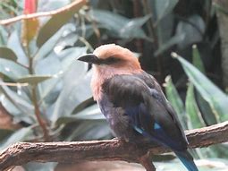 Image result for Blue-Bellied Roller