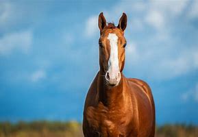 Image result for Horse Mane Front View