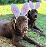 Image result for Dog with Bunny Ears