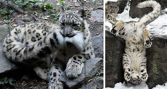 Image result for Adorable Snow Leopards