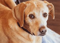 Image result for Golden Retriever Mix Puppies