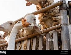 Image result for Gandy Goose Sheep