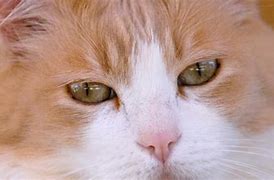 Image result for Sick Cat with Feline Leukemia