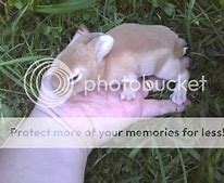 Image result for Mini Rex Babies