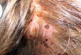 Image result for Hair Worm