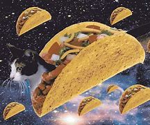 Image result for Flying Taco Cat