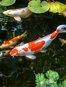 Image result for Koi Fish Food Teta4