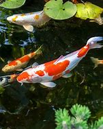 Image result for Old Koi Fish