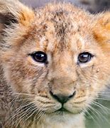 Image result for lion kitten wallpaper