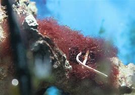 Image result for Red Algae Reproduction