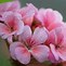 Image result for Pink June Flowere