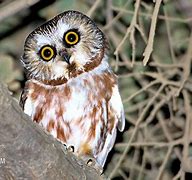 Image result for Northern Saw-whet Owl Eggs