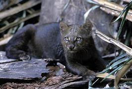 Image result for Gato-Mourisco