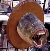 Image result for Fish Reaction Meme