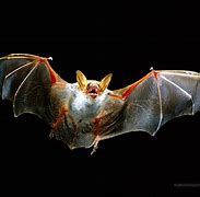 Image result for Billy Bat Wallpaper