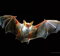 Image result for Bat Wallpaper HD