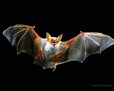 Image result for Bat Wall Art